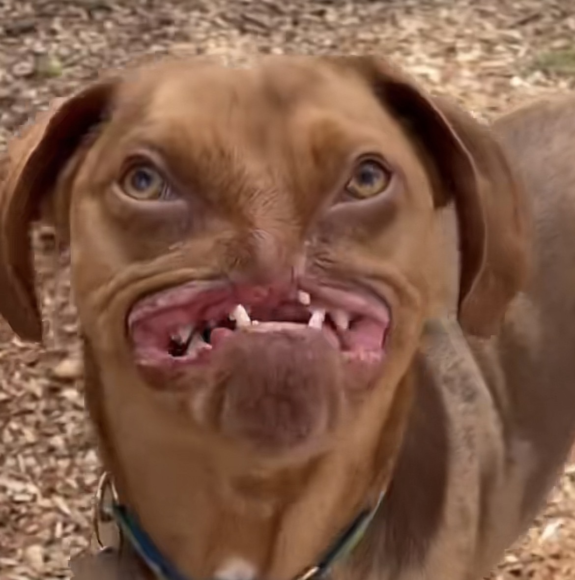 METH DOG